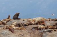 South American sea lion