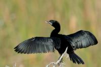 Sri Lanka FAUNA