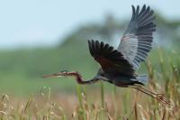 Ardea purpurea