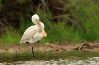 Platalea leucorodia