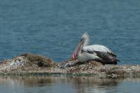 Pelecanus philippensis