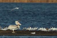 Pelecanus crispus