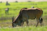 Common eland