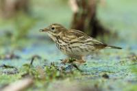 Anthus pratensis