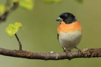 Fringilla montifringilla