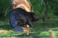 Eurasian beaver