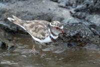 Charadrius tricollaris