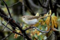 Phylloscopus bonelli