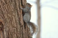 Eastern gray squirrel