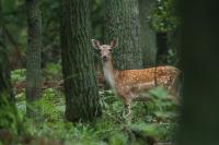 Fallow deer