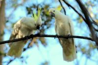 Cacatua galerita