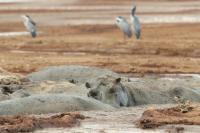 Common hippopotamus