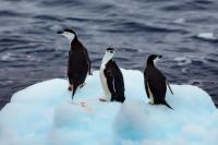 Antartica fauna