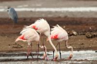 Phoenicopterus roseus