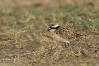 Charadrius pecuarius