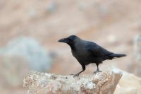 Corvus splendens