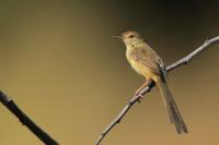 Prinia polychroa