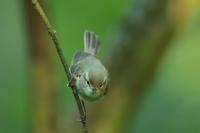 Phylloscopus trochiloides