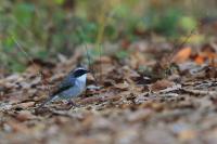 Saxicola ferreus