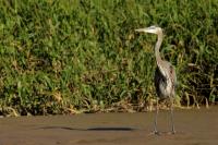 Ardea herodias