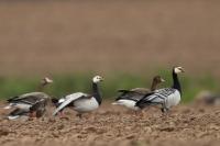 Branta leucopsis