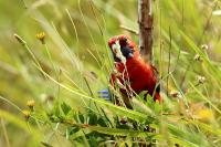 Platycercus elegans