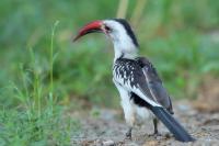 Tockus erythrorhynchus