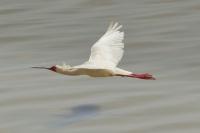 Platalea alba