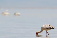 Mycteria ibis