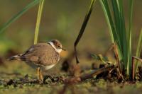 Charadrius dubius