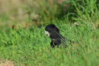 Calyptorhynchus banksii