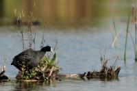 Fulica cristata