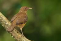 Turdus grayi