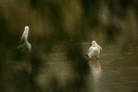 Pelecanus conspicillatus