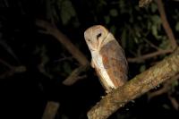 Tyto alba