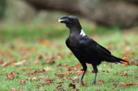 Corvus albicollis