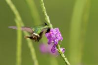 Lophornis helenae