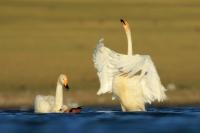 Mongolia fauna 