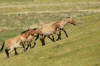 Przewalski's  Horse