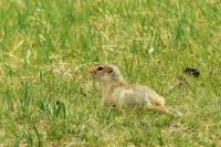 Long-tailed ground squirrel