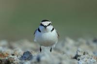 Charadrius alexandrinus