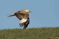 Buteo hemilasius