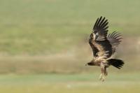 Haliaeetus leucoryphus 