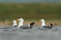 Larus vegae mongolicus