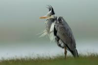 Ardea cinerea