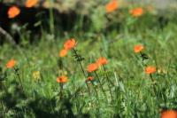 Mongolia flora