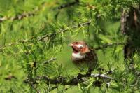 Emberiza leucocephalos