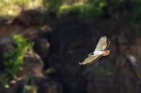 Buteo augur