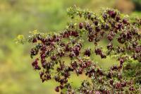 ETHIOPIA FLORA