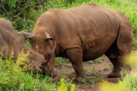 White rhinoceros